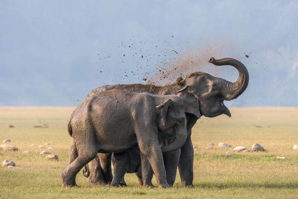 Herd of Asiatic elephant at Jim Corbett National Park, India.