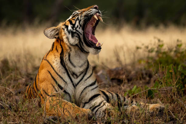 Tiger Jim Corbett