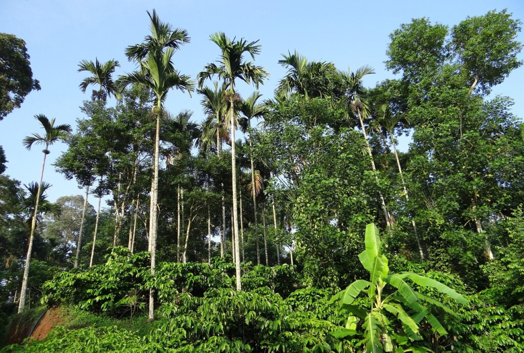 coffee plantation, Coorg