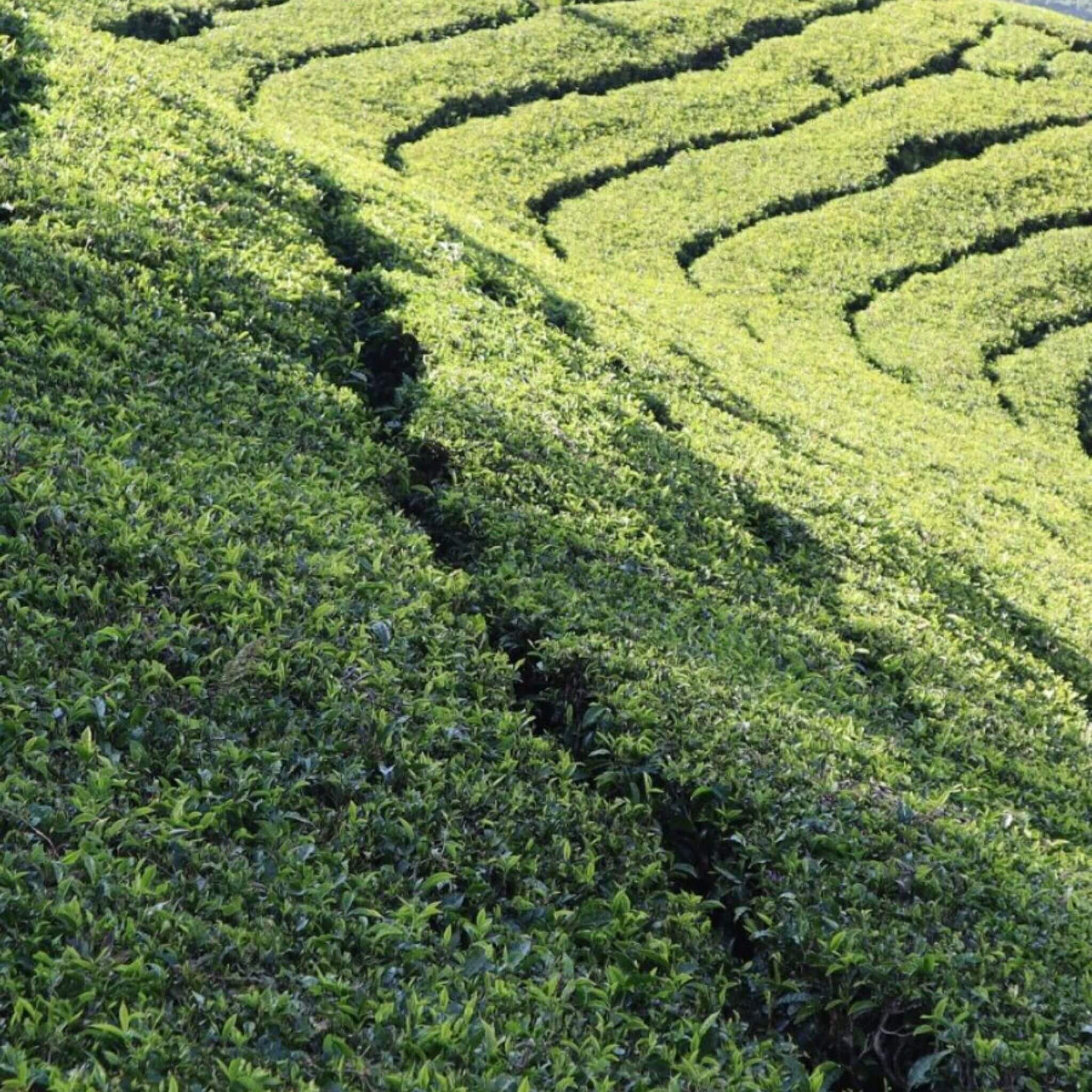 Tea plantation, Ooty