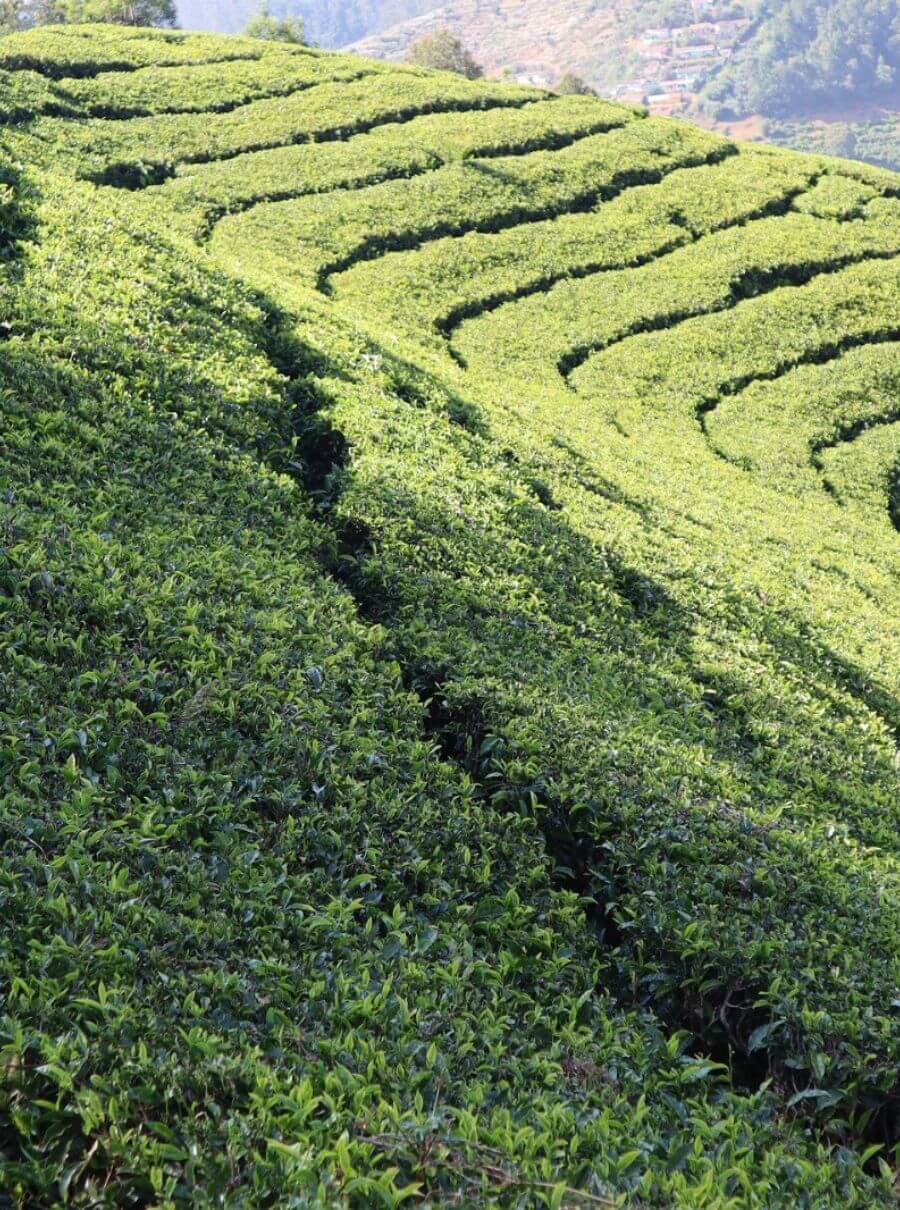 Bangalore, Mysore, Ooty