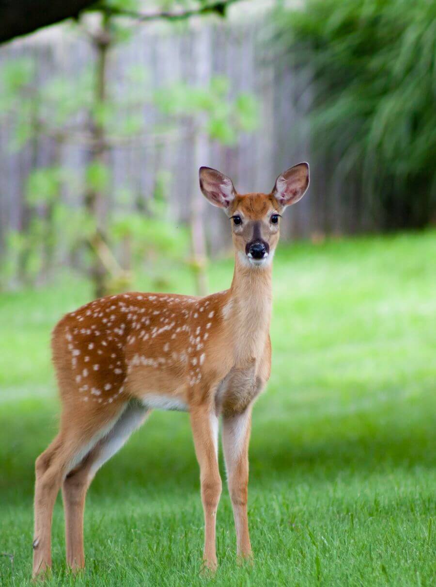 Pench National Park