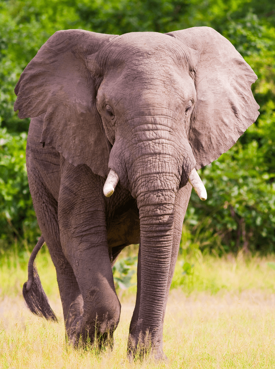 Elephant in Ranthambore