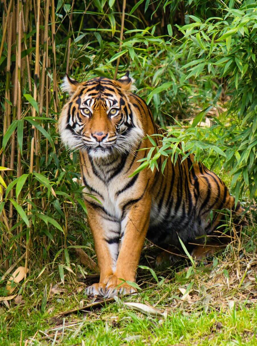 kanha National Park