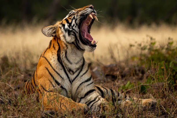 Tiger-Jim-Corbett