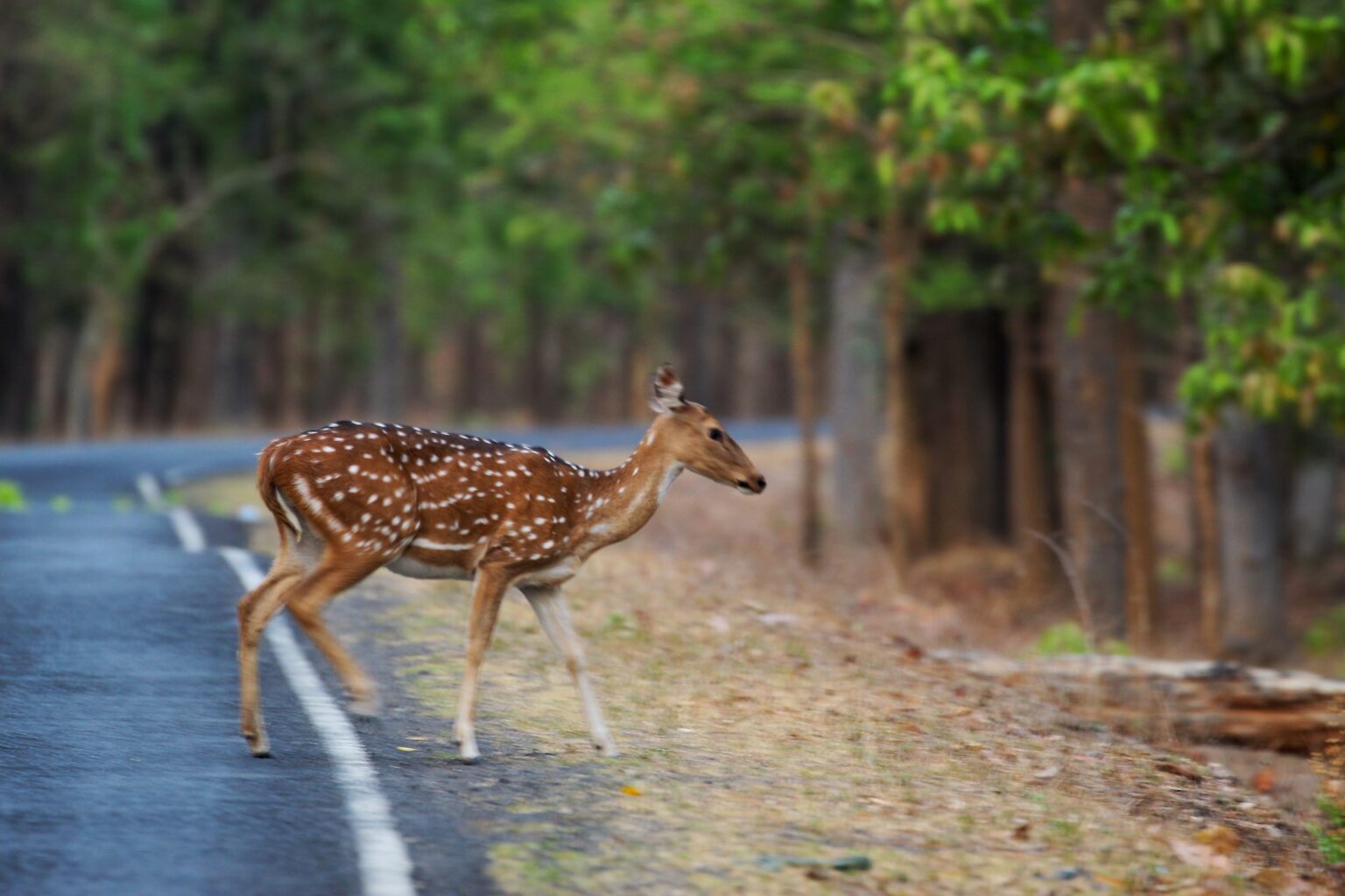 kanha2.jpg