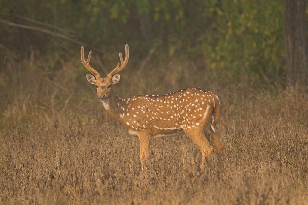 kanha4.jpg