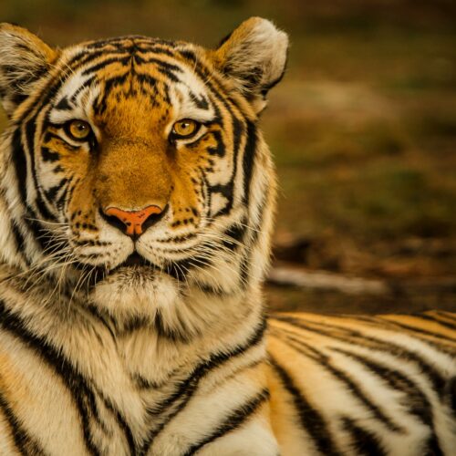 Kanha National Park