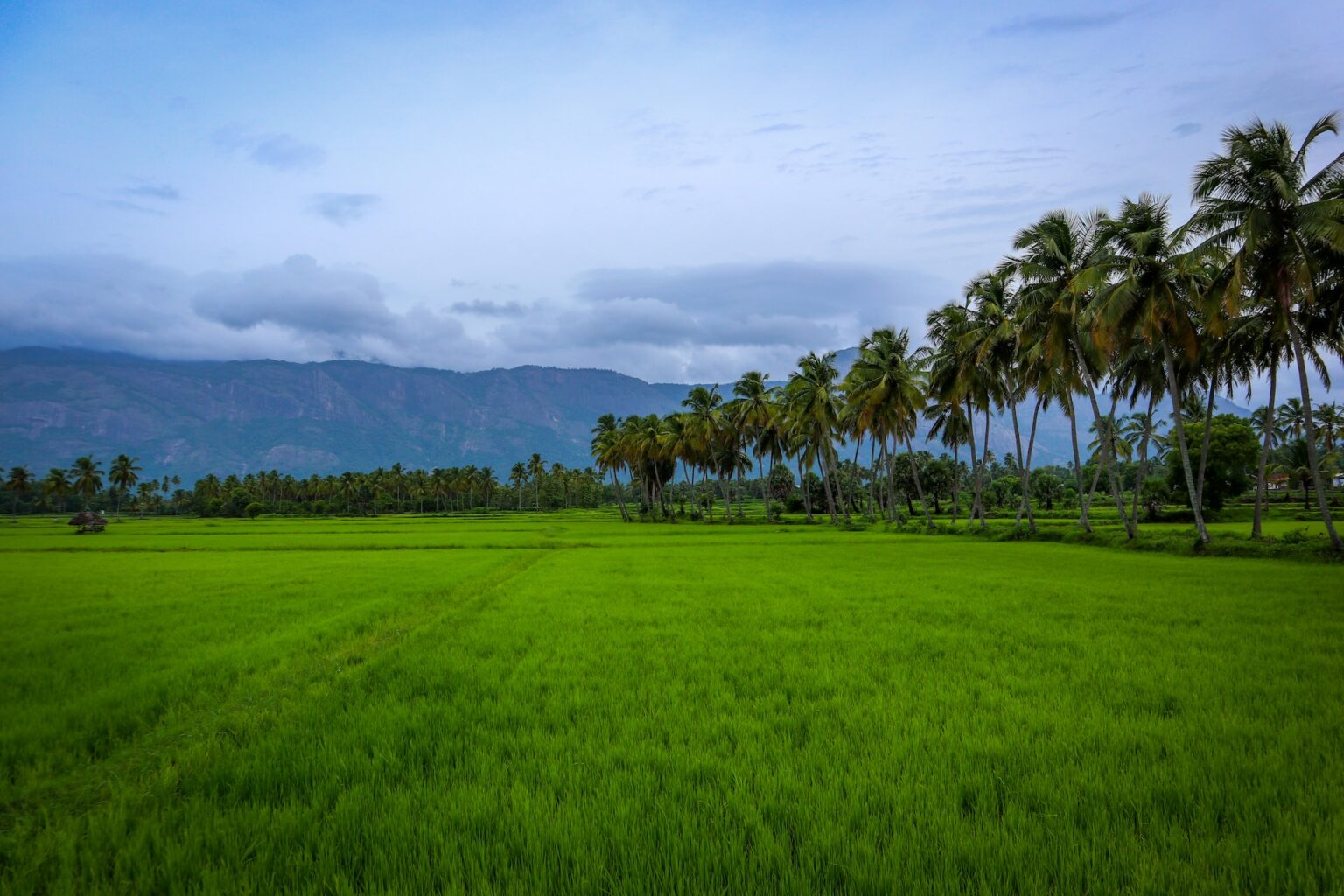 kerala5.jpg