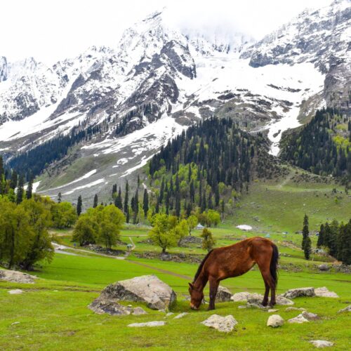 Jewels of Kashmir