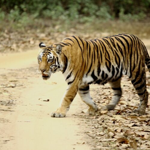 Ranthambore National Park