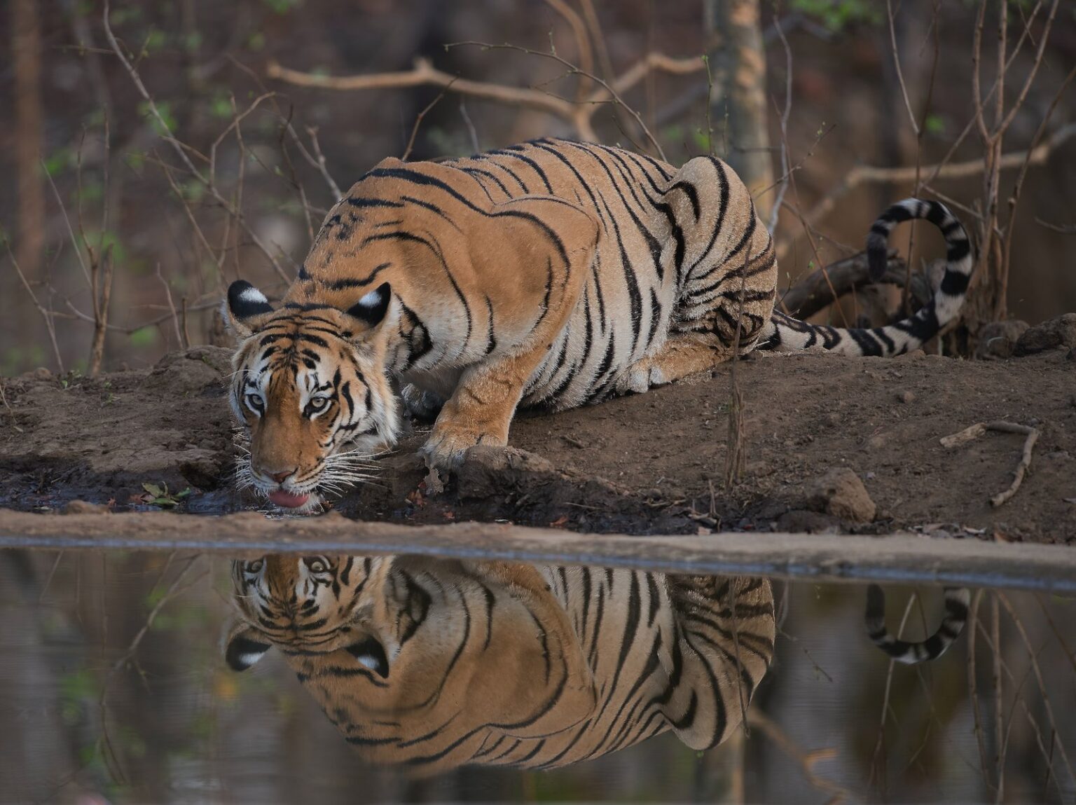 pench1