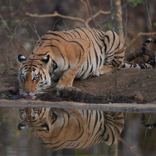 Pench National Park