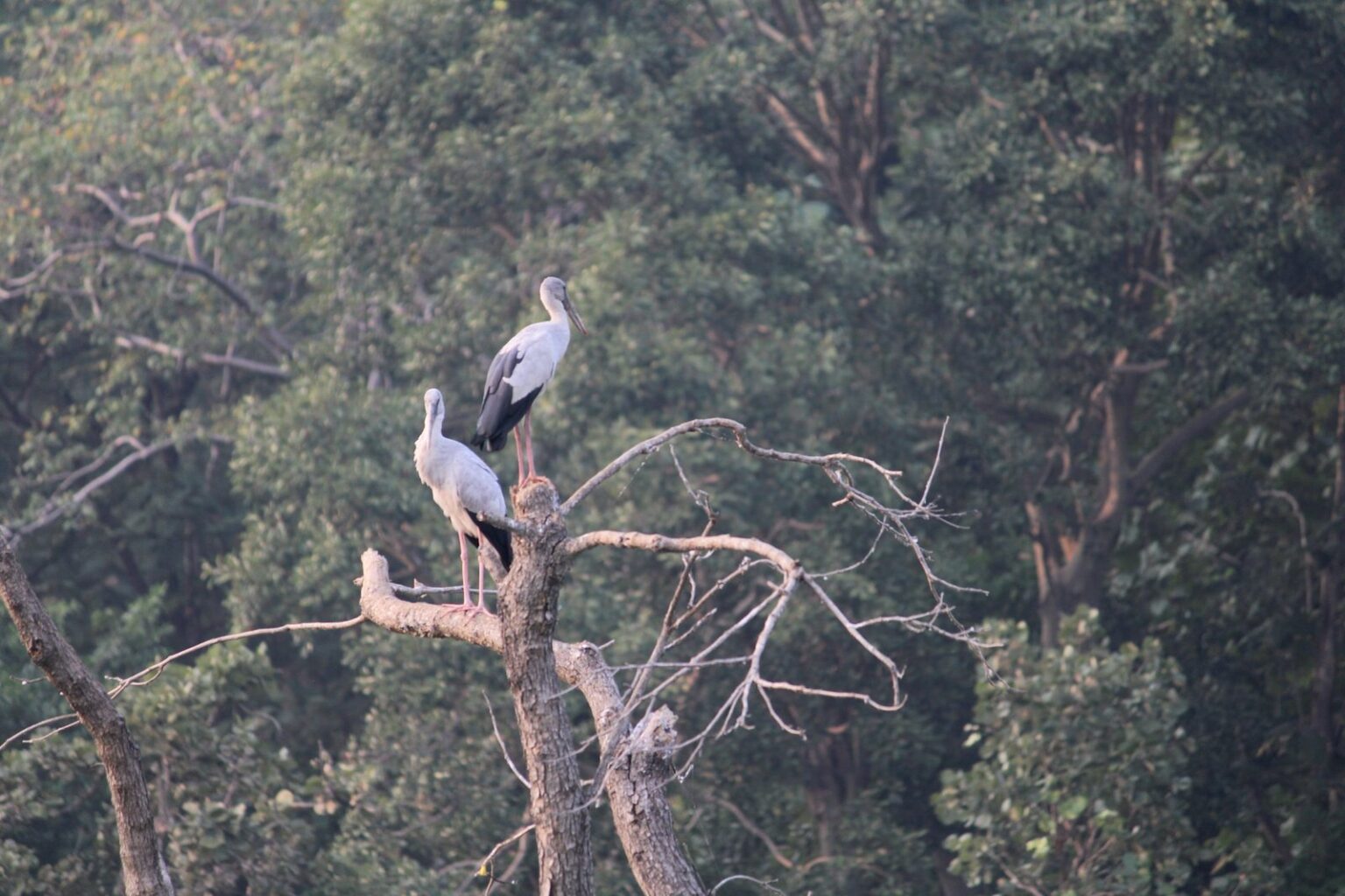 pench2