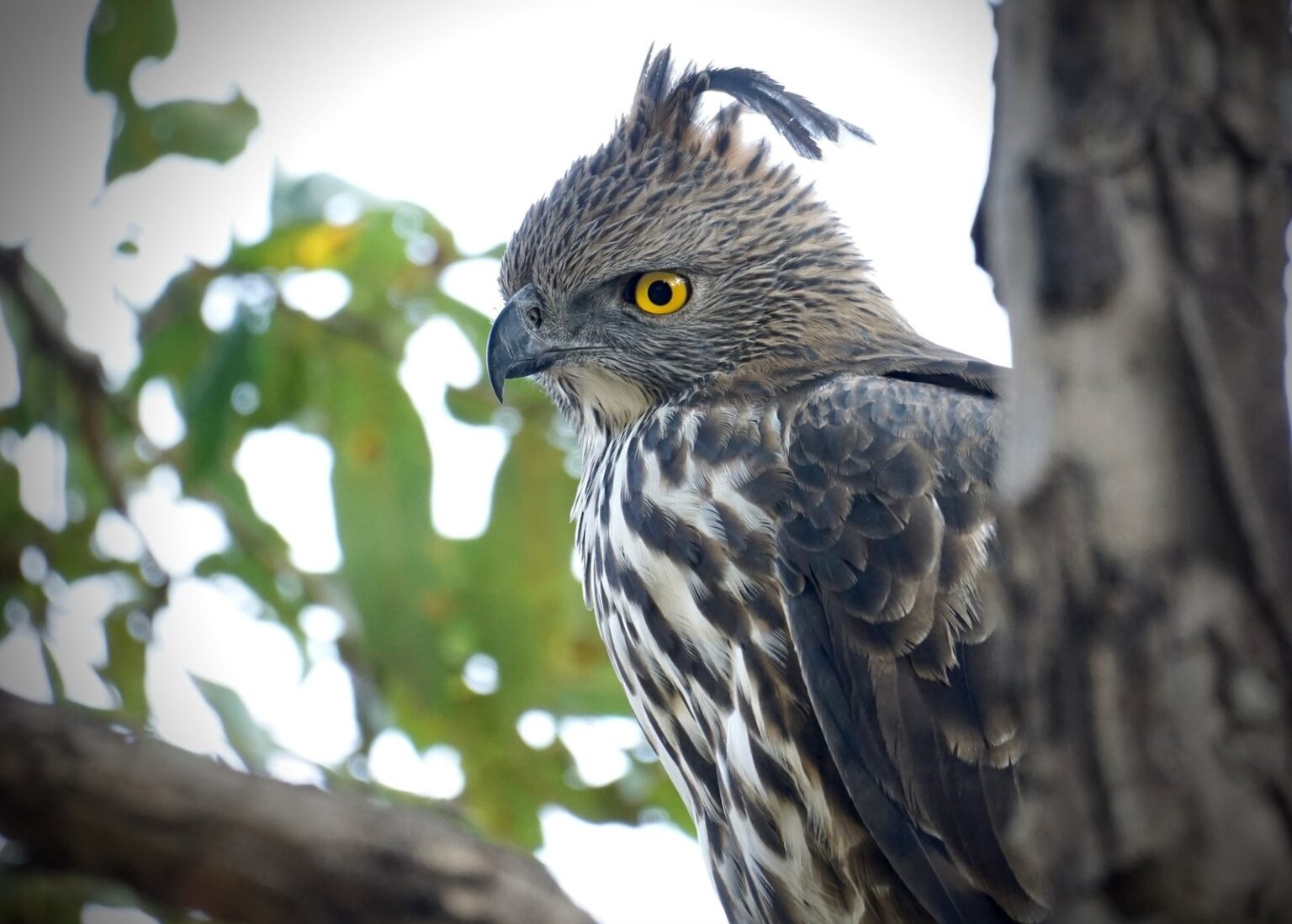 pench3
