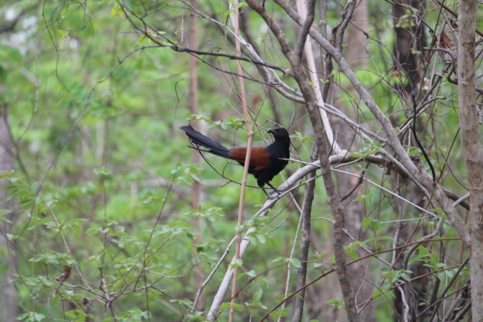 pench4