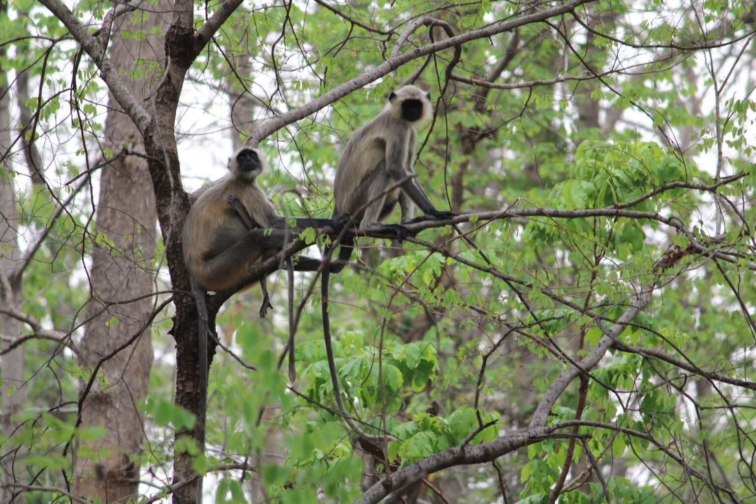 pench5