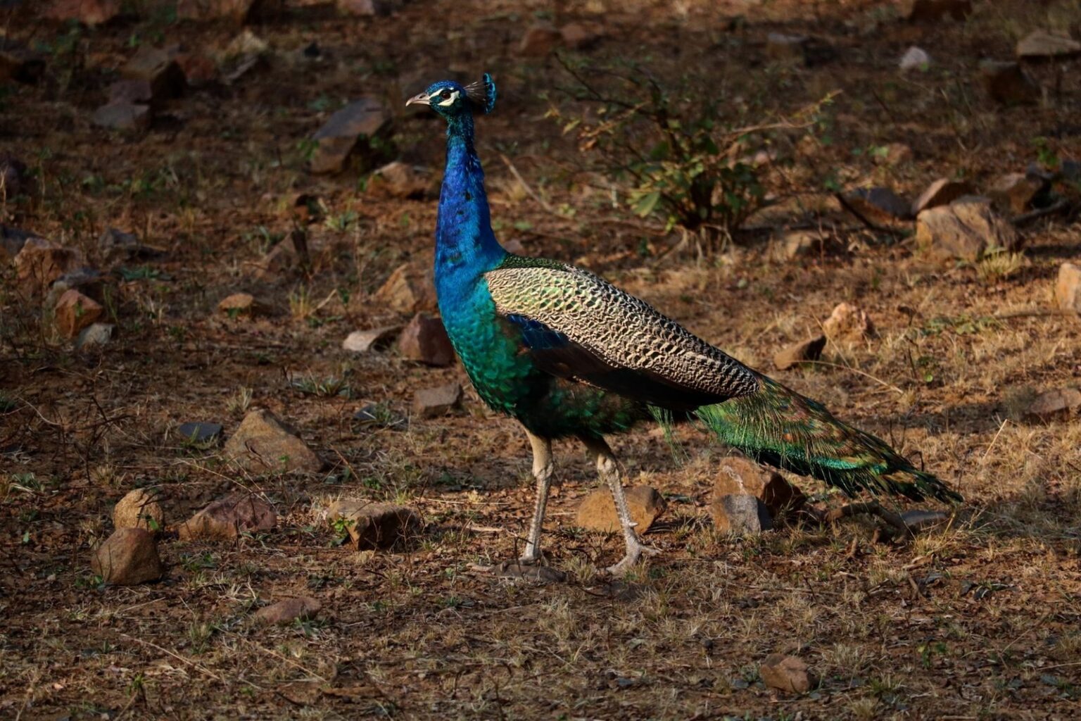 ranthambore2