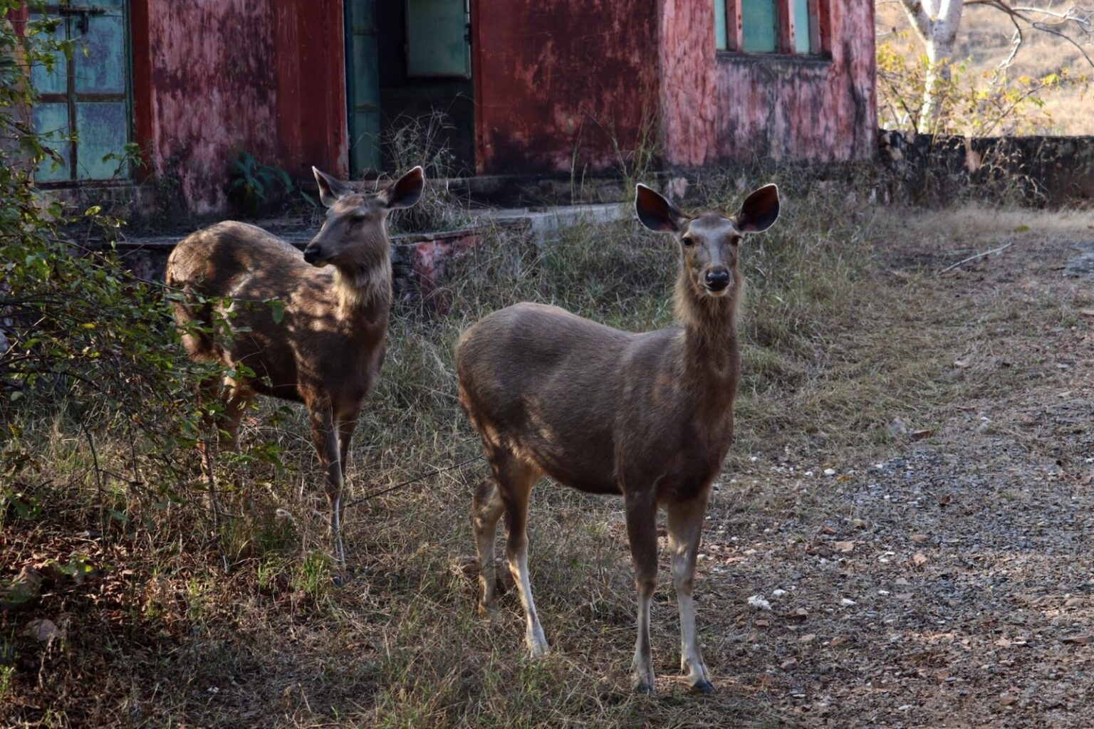 ranthambore3
