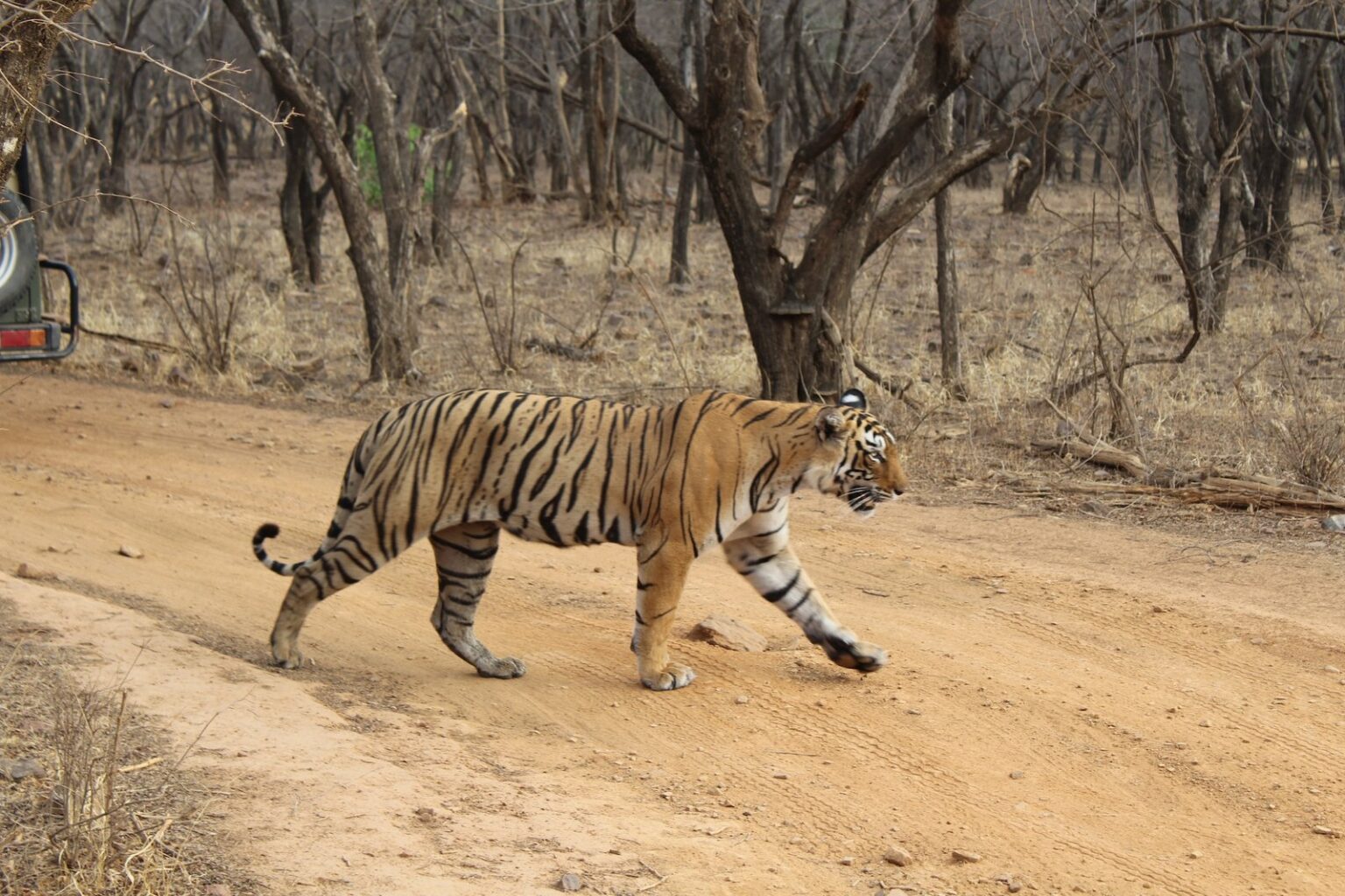 ranthambore4